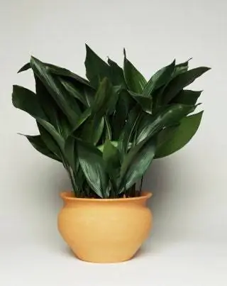 Schrader ''Это растение характеризуется в первую очередь своей листвой, а это значит, что если вы ищете растение в…