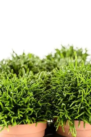 Де Гив рекомендует поискать более необычные сорта кактусов, такие как рипсалис, каланхоэ тирсифлора и алоэ…