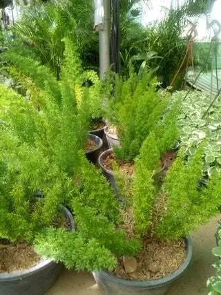 Это комнатное растение технически не является папоротником, говорит Де Гив, но у него все еще есть эти мягкие листья…