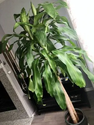 Завершая наш список лучших комнатных растений, нельзя было пропустить тот экземпляр с полосатыми листьями. Растение…