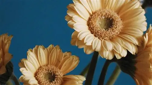 9 удивительных магазинов Etsy, где можно купить растения