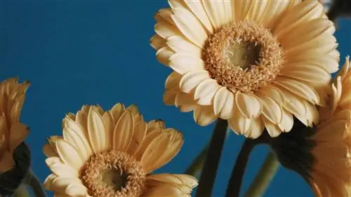 9 удивительных магазинов Etsy, где можно купить растения