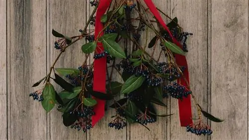 7 уличных растений (очень) устойчивых к рождественским заморозкам