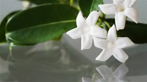 Уход за мадагаскарским жасмином