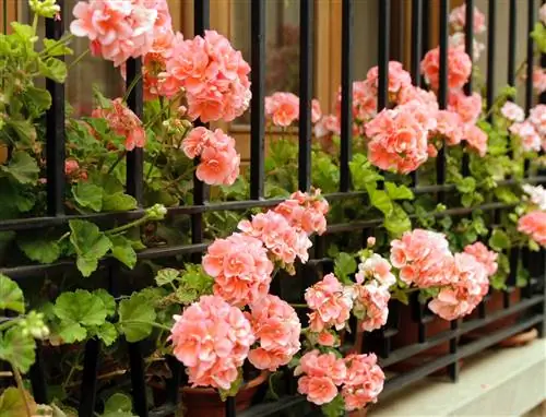 Уловки, чтобы иметь самый цветочный и веселый балкон лета