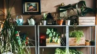 15 комнатных растений, которые выживают в холода