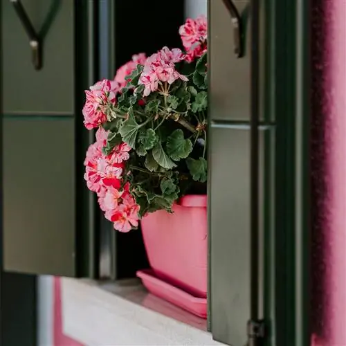 герань в розовом горшке