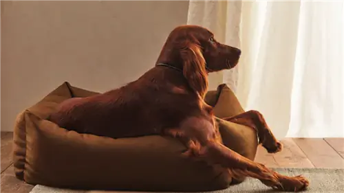 дом с домашним животным