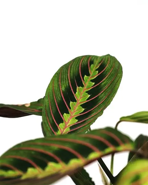 Растение Maranta leuconeura с зелеными и красными листьями