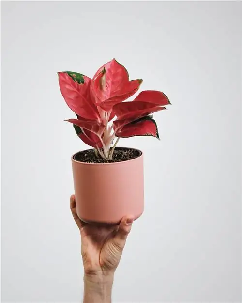 Растение Aglaonema Modetum с красными листьями