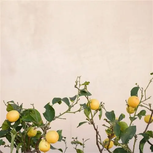 растение с зелеными листьями и желтыми плодами