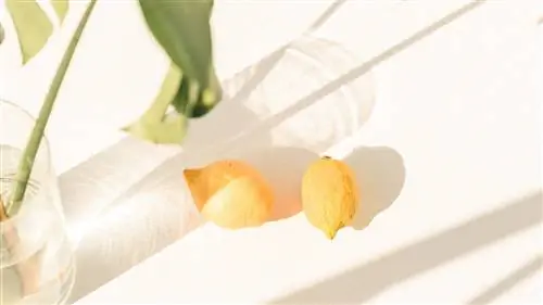 Как сажать лимоны: полное руководство по выращиванию звездчатых цитрусовых дома