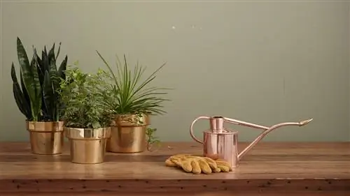 Наиболее распространенные ошибки при поливе растений (и как их избежать)