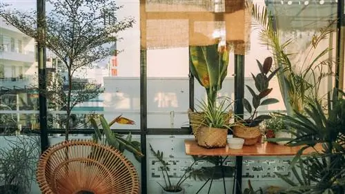 КОМНАТНЫЕ РАСТЕНИЯ: если вы покупаете их на AMAZON, покупайте их в этом МАГАЗИНЕ