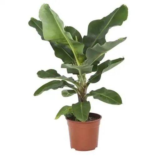 Комнатные растения на Амазонке