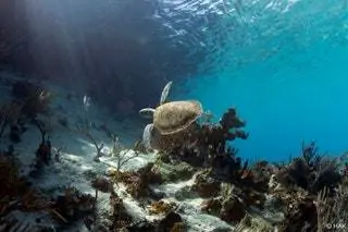 Морская черепаха в том же знаке Ага Хана