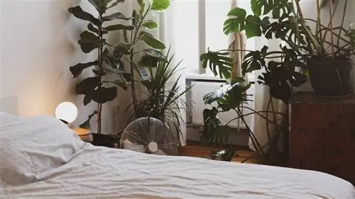 Лучшие растения для спальни (которые помимо того, что красиво очищают воздух)
