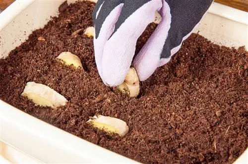 горшок с кусочками корней и рука в перчатке горшок с кусочками корней и рука в перчатке