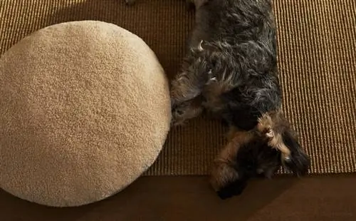 Коллекция домашних животных Zara Home - доступная, элегантная и дизайнерская