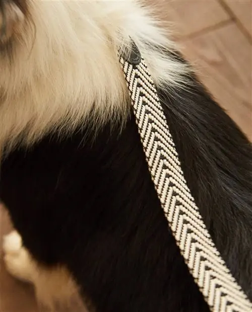 Коллекция домашних животных Zara Home - доступная, элегантная и дизайнерская