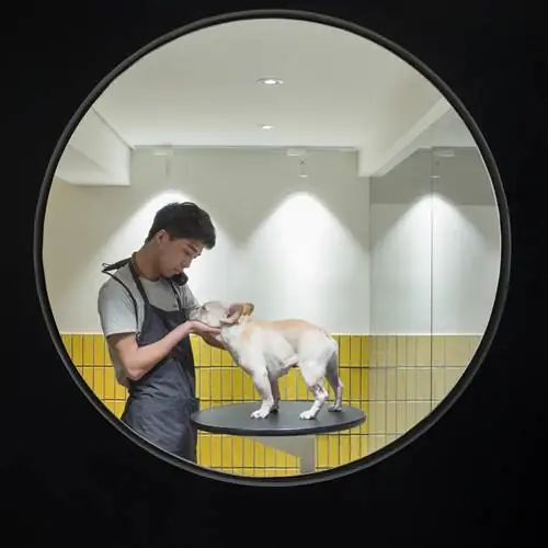 АРХИТЕКТУРА, разработанная для домашних животных в Китае