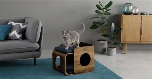 кошачий день