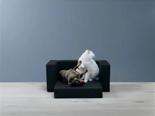 кошачий день