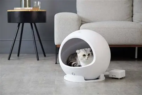 кошачий день