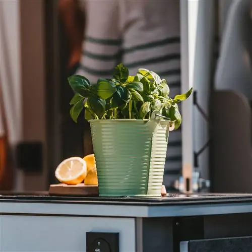 Базилик - одно из самых чувствительных растений