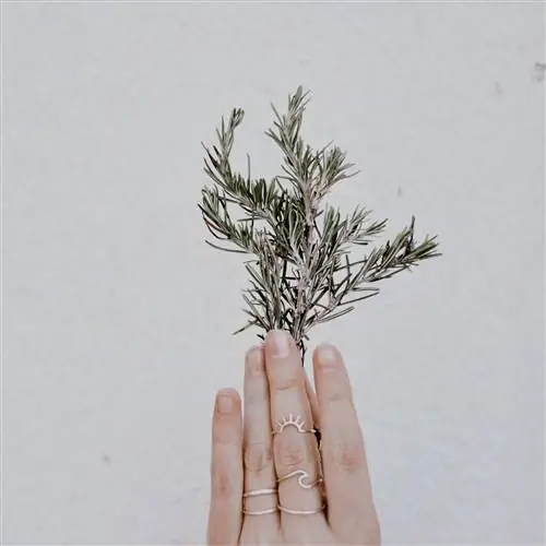 Розмарин можно использовать как съедобное или ароматическое растение