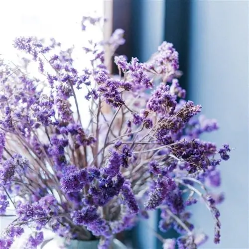 Лаванда очень эстетична и ароматна