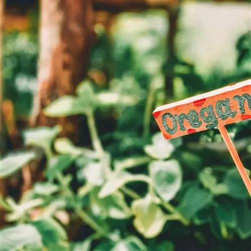 Орган имеет множество применений: от приготовления чая до использования в качестве приправы