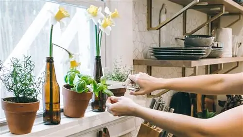 Ароматические и лекарственные растения, которые можно сеять весной