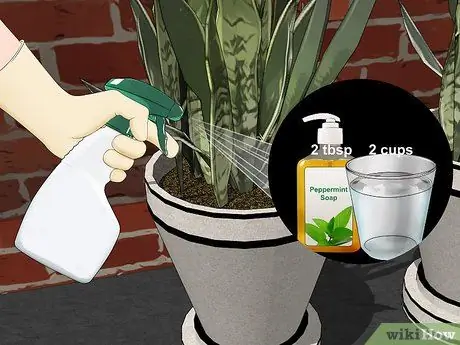 Удаление муравьев с комнатных растений, шаг 4