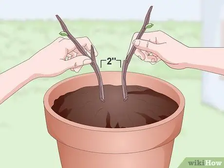 Корневые деревья Шаг 10