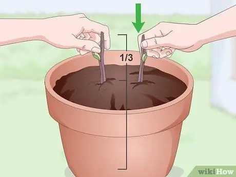 Корневые деревья Шаг 11