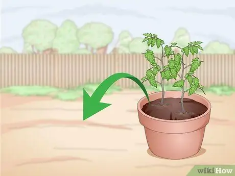 Корневые деревья Шаг 13