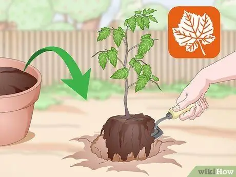 Корневые деревья Шаг 14