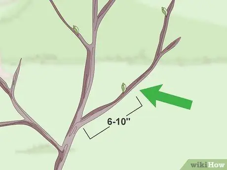 Корневые деревья Шаг 5