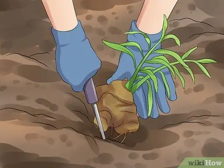 Выращивание имбиря Шаг 12