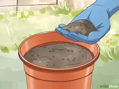 Выращивание имбиря Шаг 4