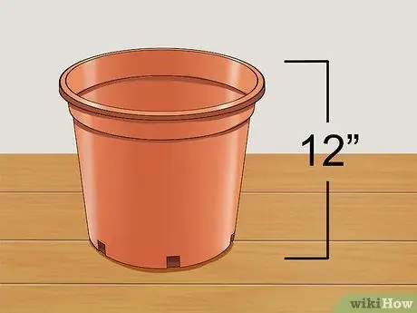 Выращивание имбиря Шаг 5