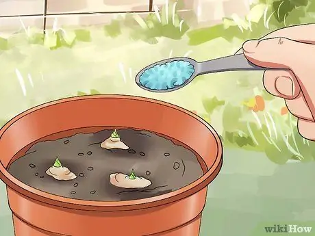 Выращивание имбиря Шаг 9