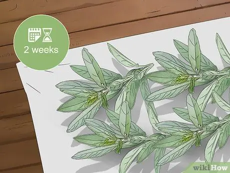 Чернослив шалфей шаг 10