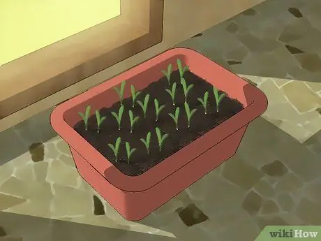 Выращивание кинзы Шаг 10