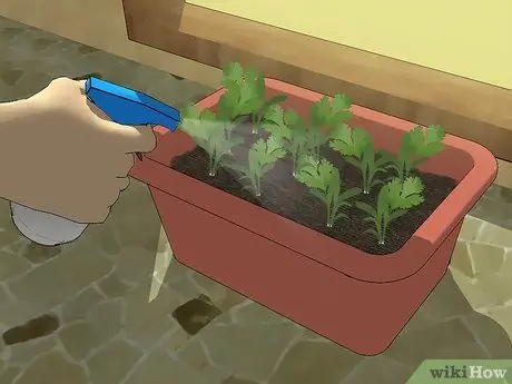 Выращивание кинзы Шаг 11