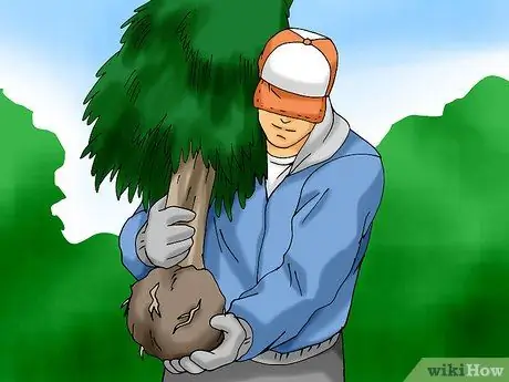Посадить живую елку Шаг 1