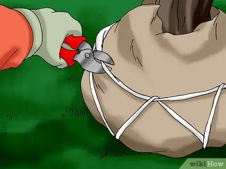 Посадить живую елку Шаг 10