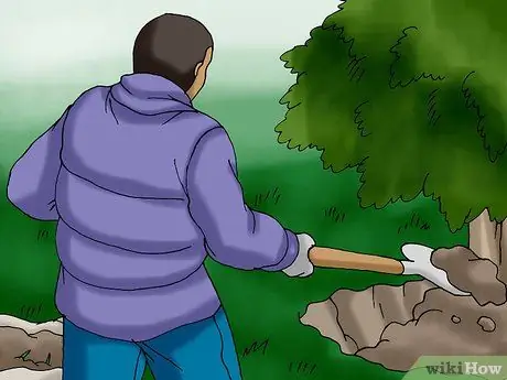 Посадить живую елку Шаг 12
