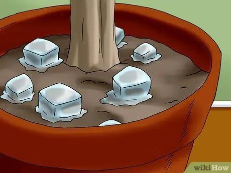 Посадить живую елку Шаг 4